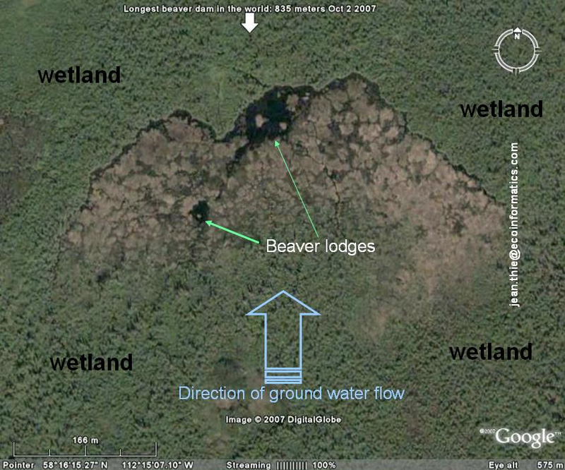 Illustration for article titled World’s Biggest Beaver Dam Discovered In Canada
